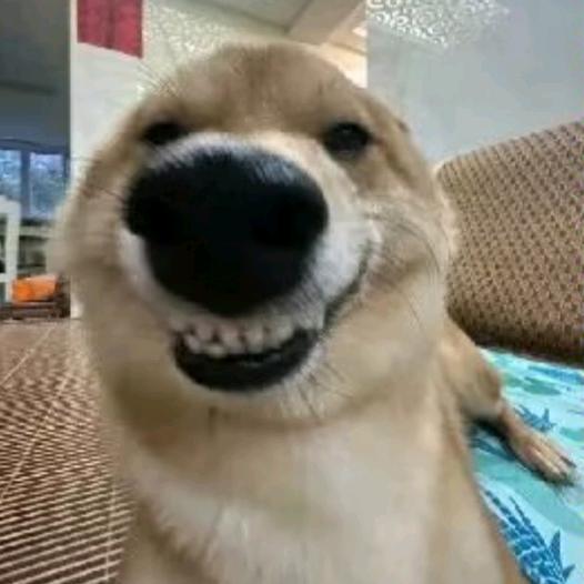 只羊