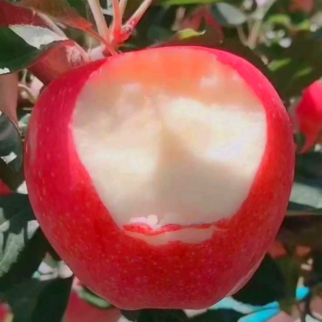玖玖开心果
