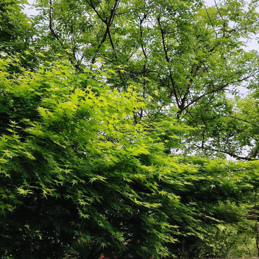 Miss 任（摇呼啦圈中）