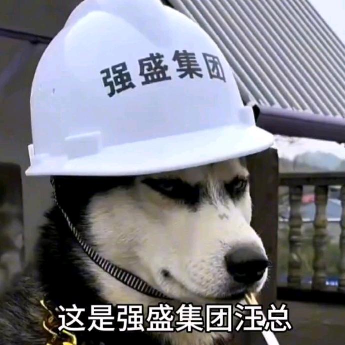 我的汪总们