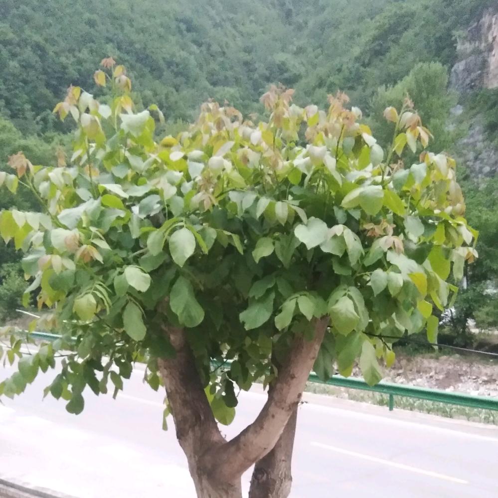 二月桃花