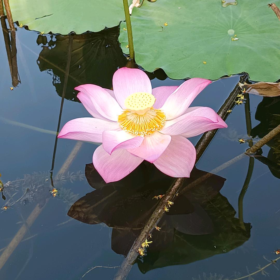 花开自有时