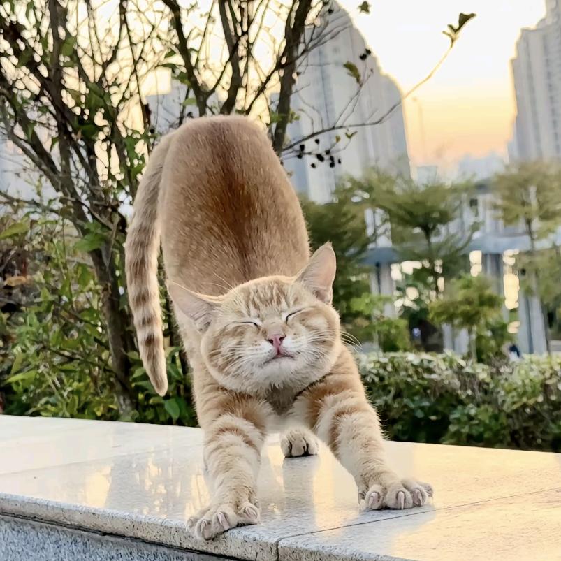 猫咪大王日常