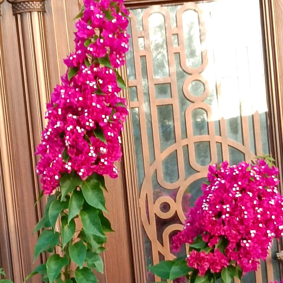 💞玉🍇宝🦑