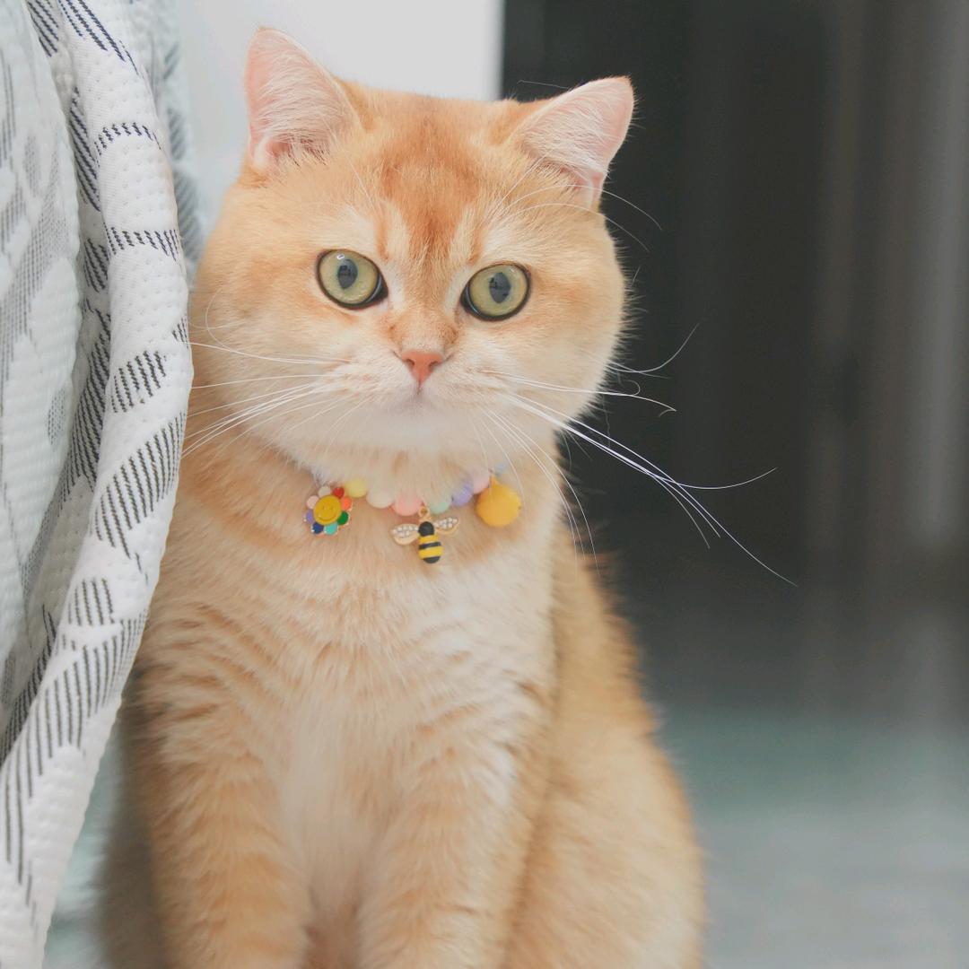 肥肥喵宠物用品店