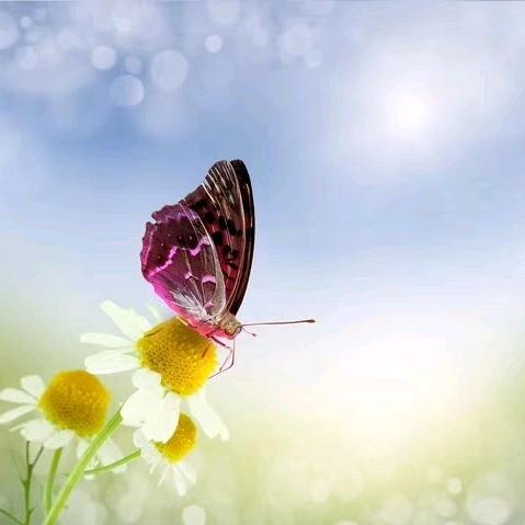 平安健康就是福🌹🌹