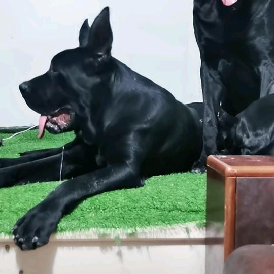 爱犬养犬