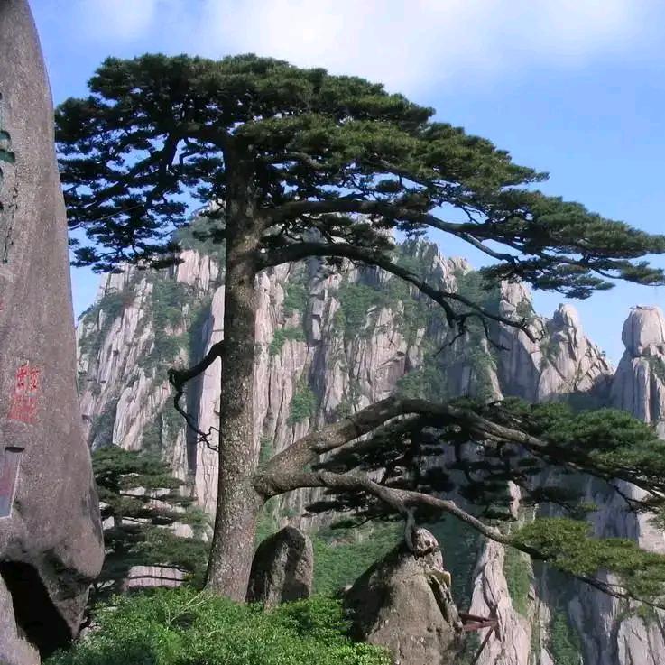 红🇨🇳牛哥🐂