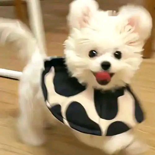 霖头像