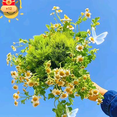 想🍓🍓🍎🍎🍎☂️