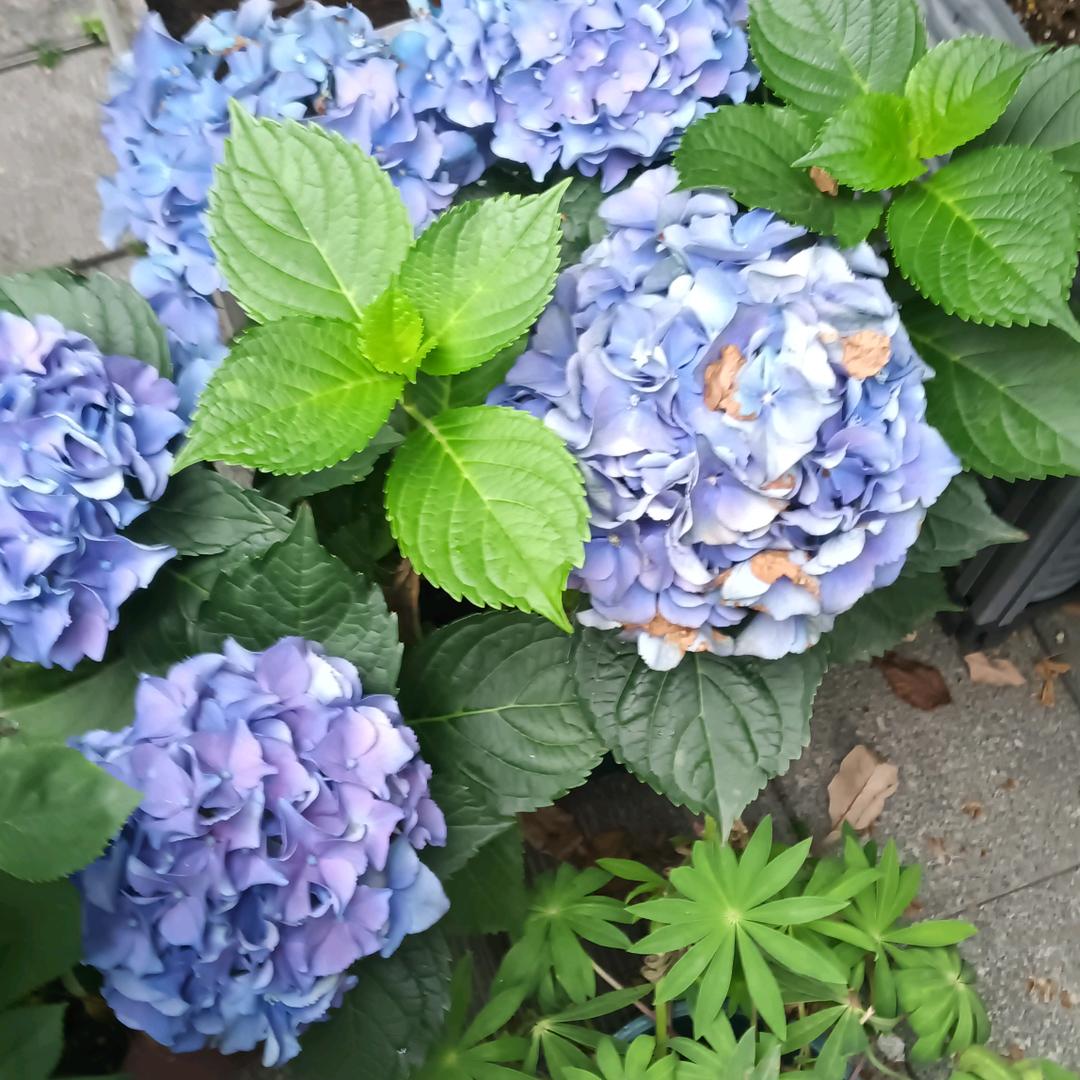 安徽人在杭州。