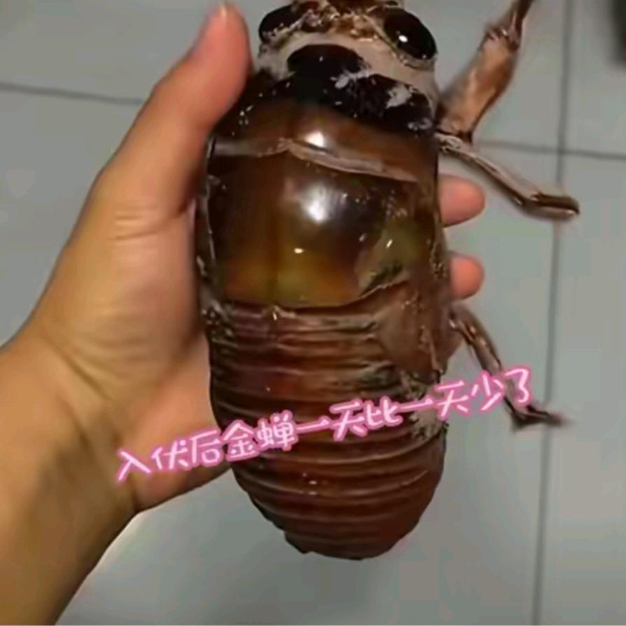 抖音不南