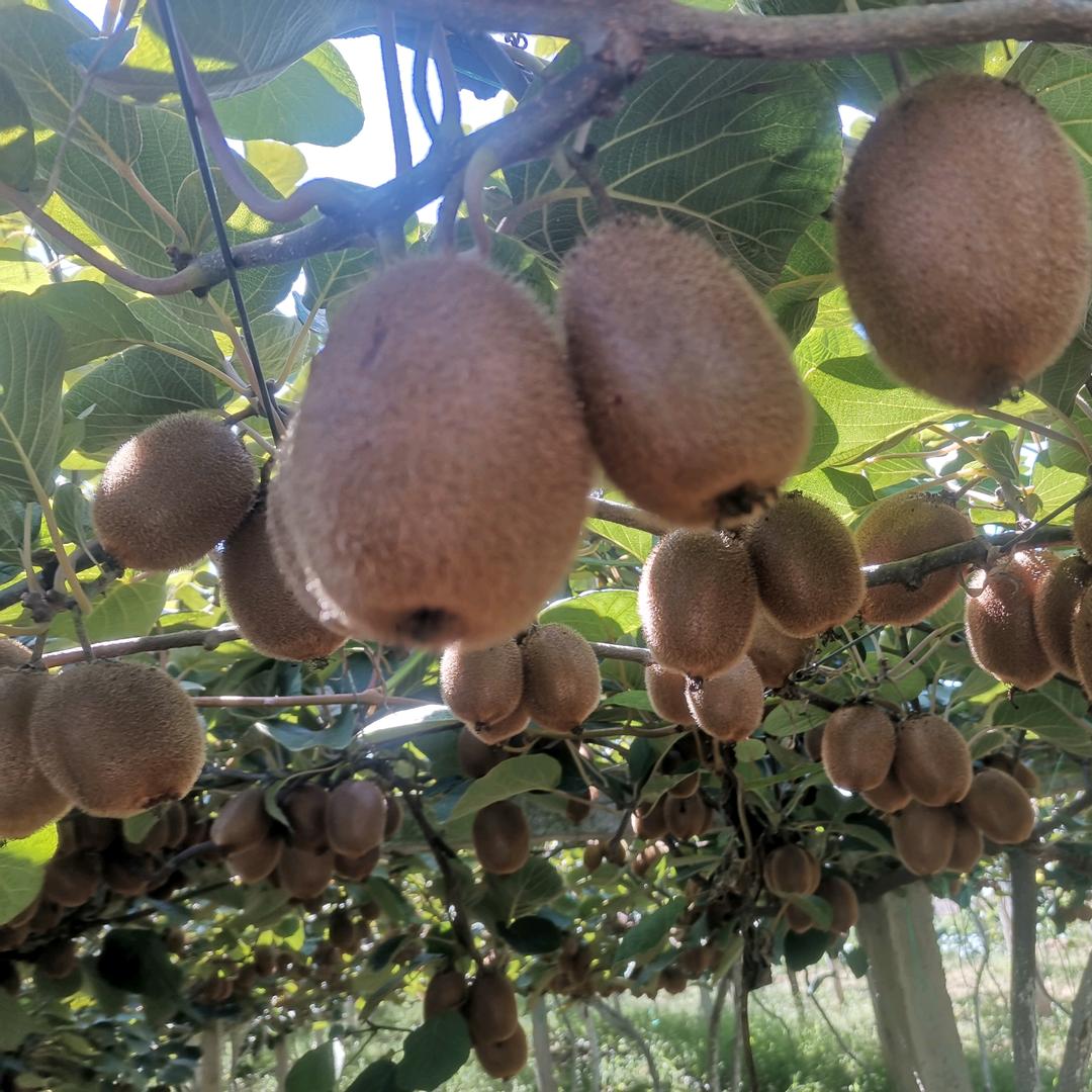 邓师酵素猕猴桃