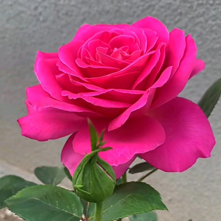 我是开心果