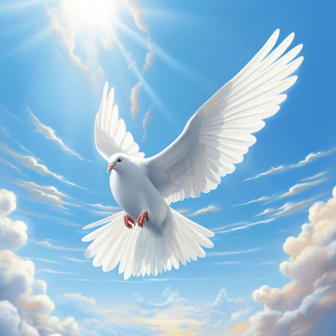 洋老师养鸽🕊️