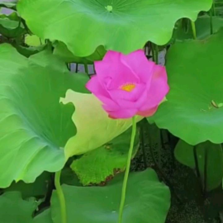 出水芙蓉🌹🌹🌹💐💐💐