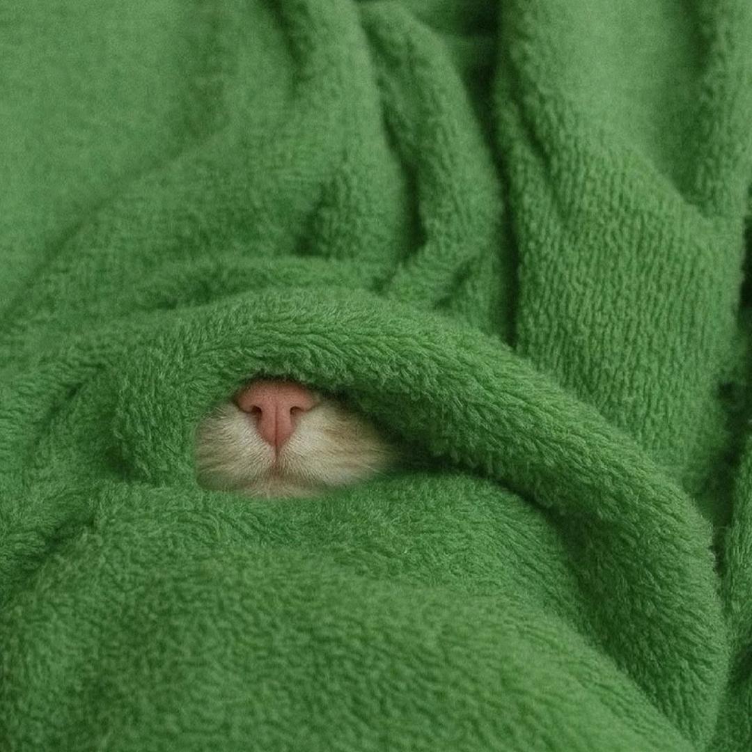 讨厌胡萝卜的桃子💙