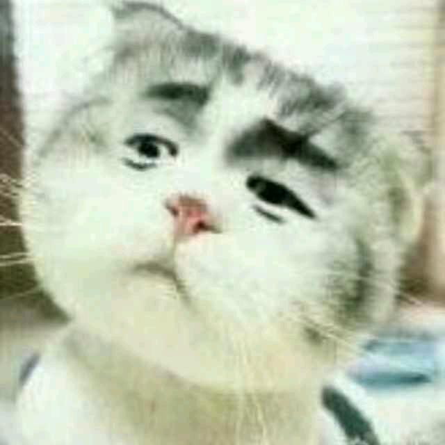 猫猫快跑