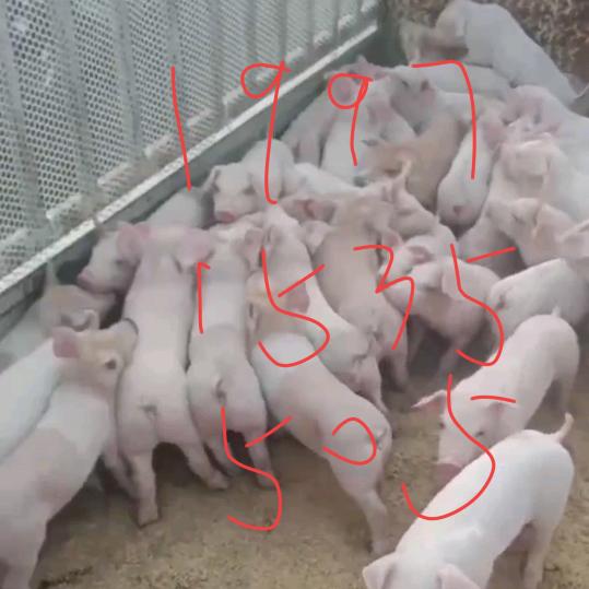 钟祥润业母猪场2