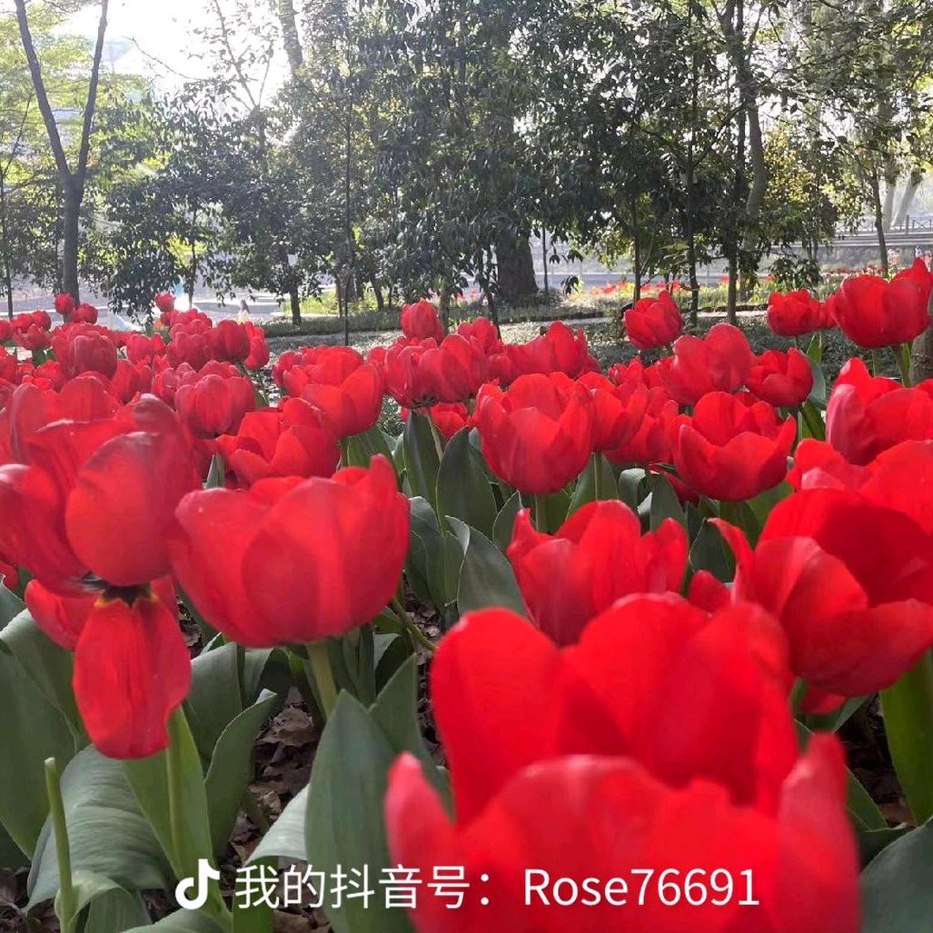 英子情感