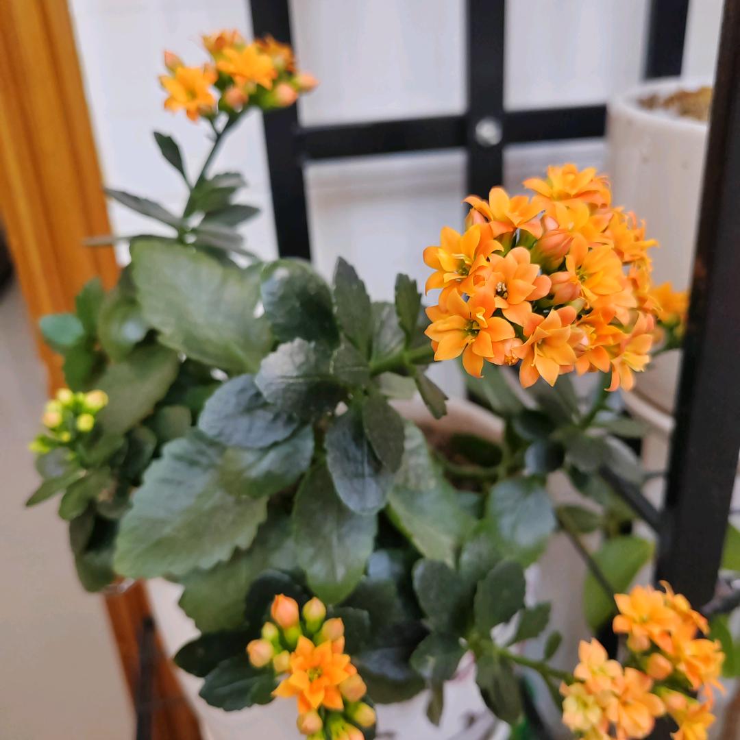 明月伴清风
