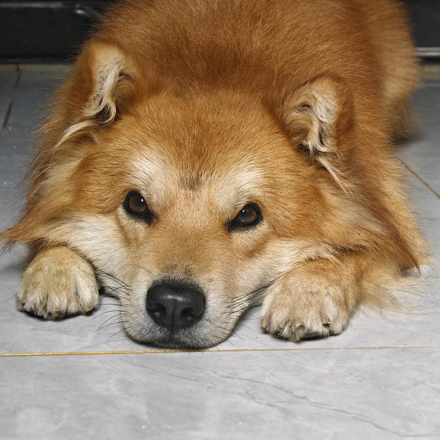 Sunbubu