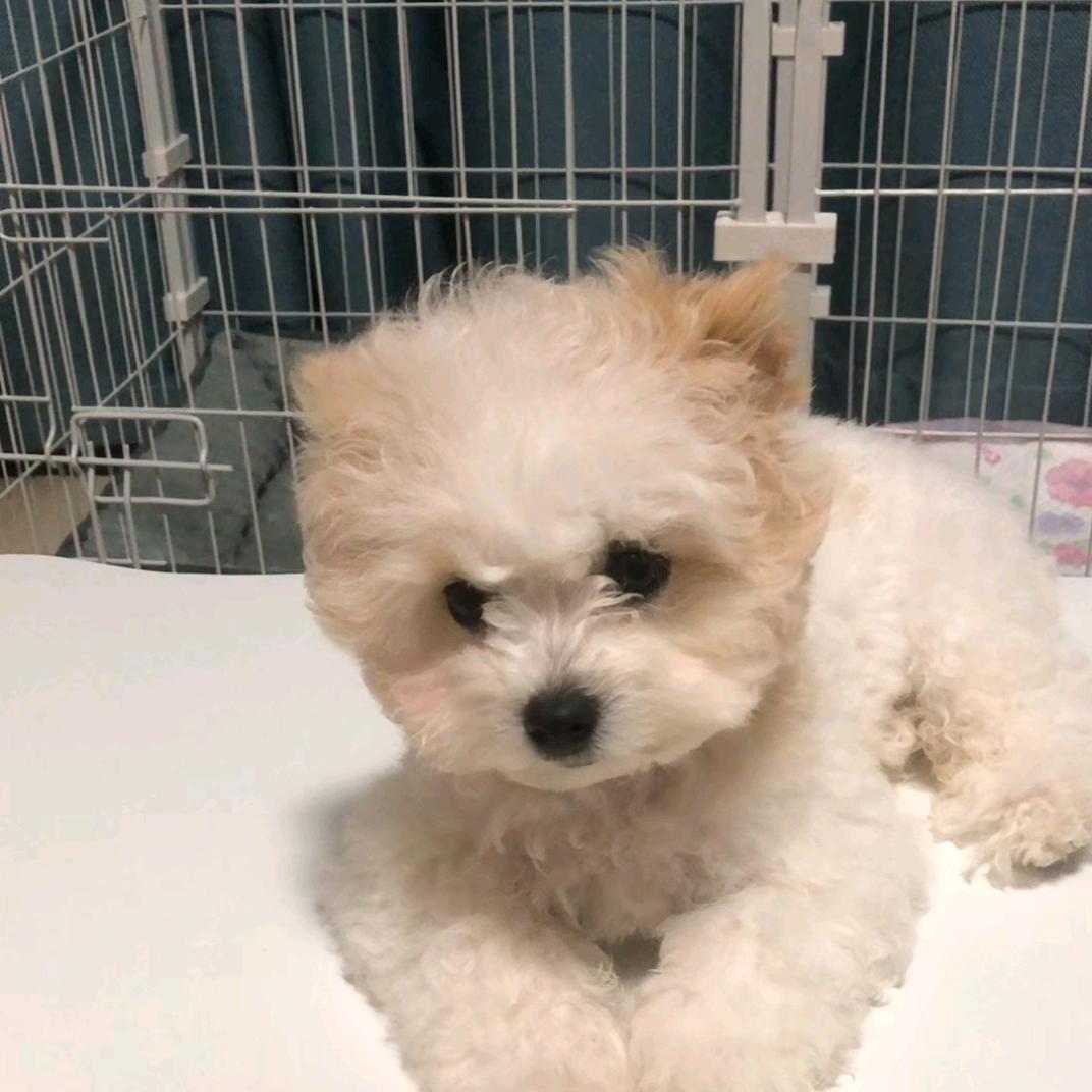 奥莉是泰迪
