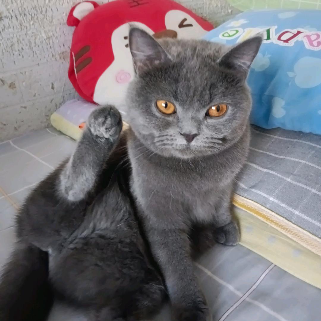 虎四哥