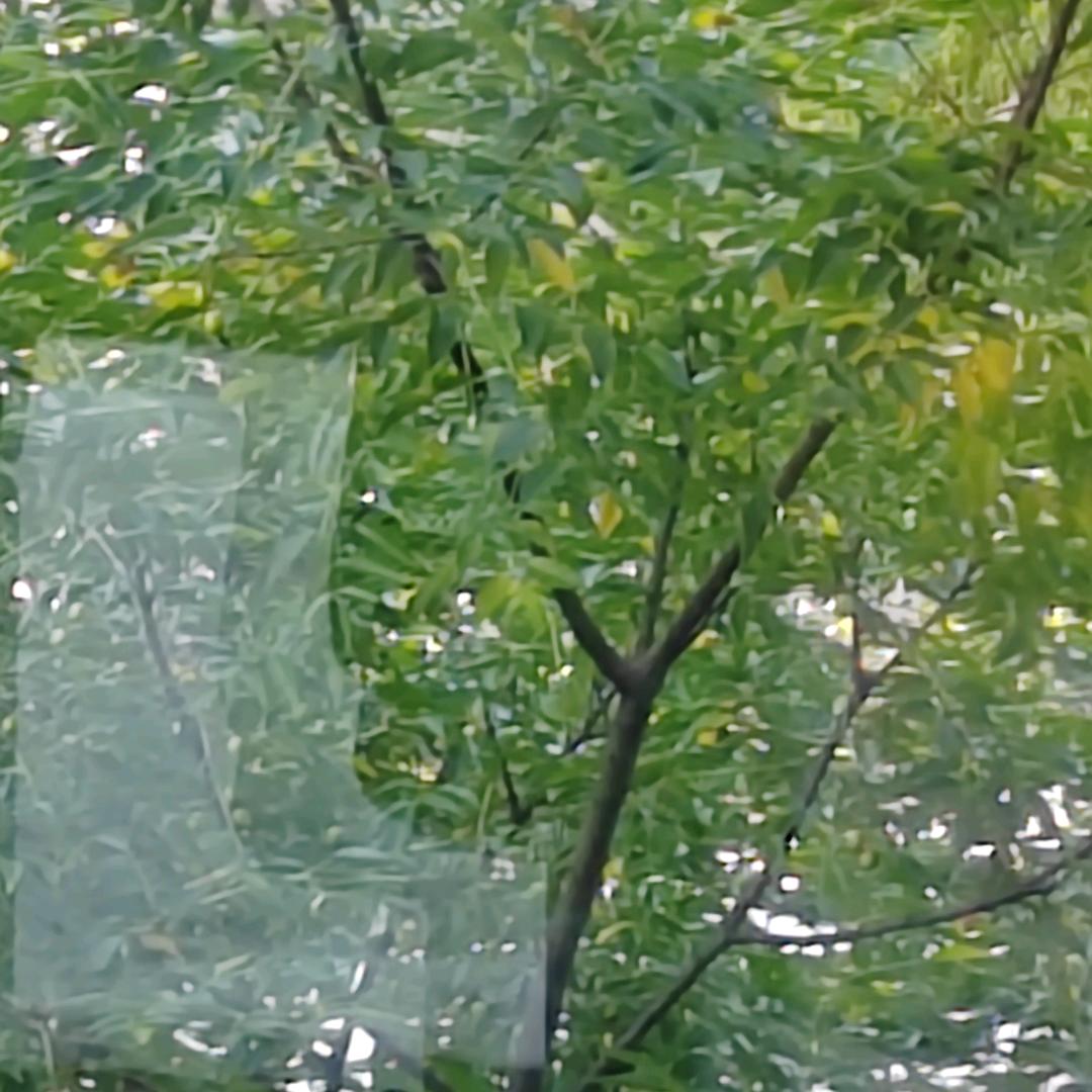 晨雾