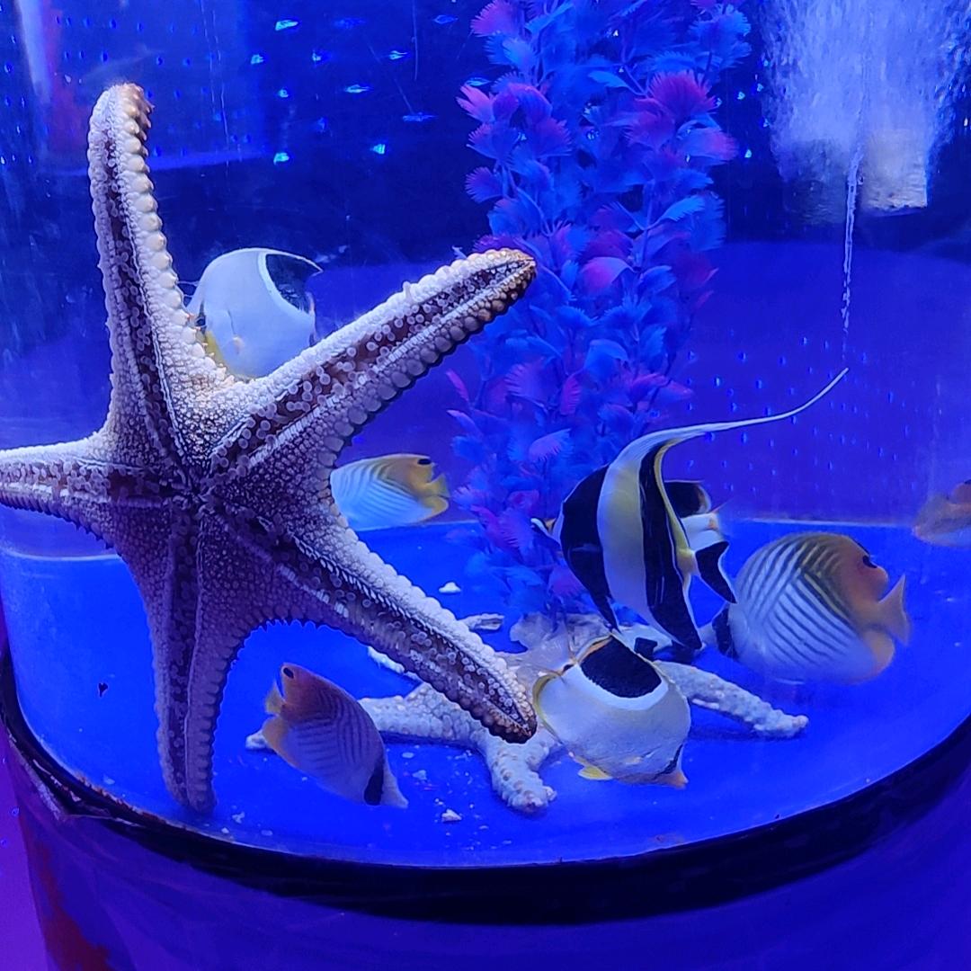 抖币最大