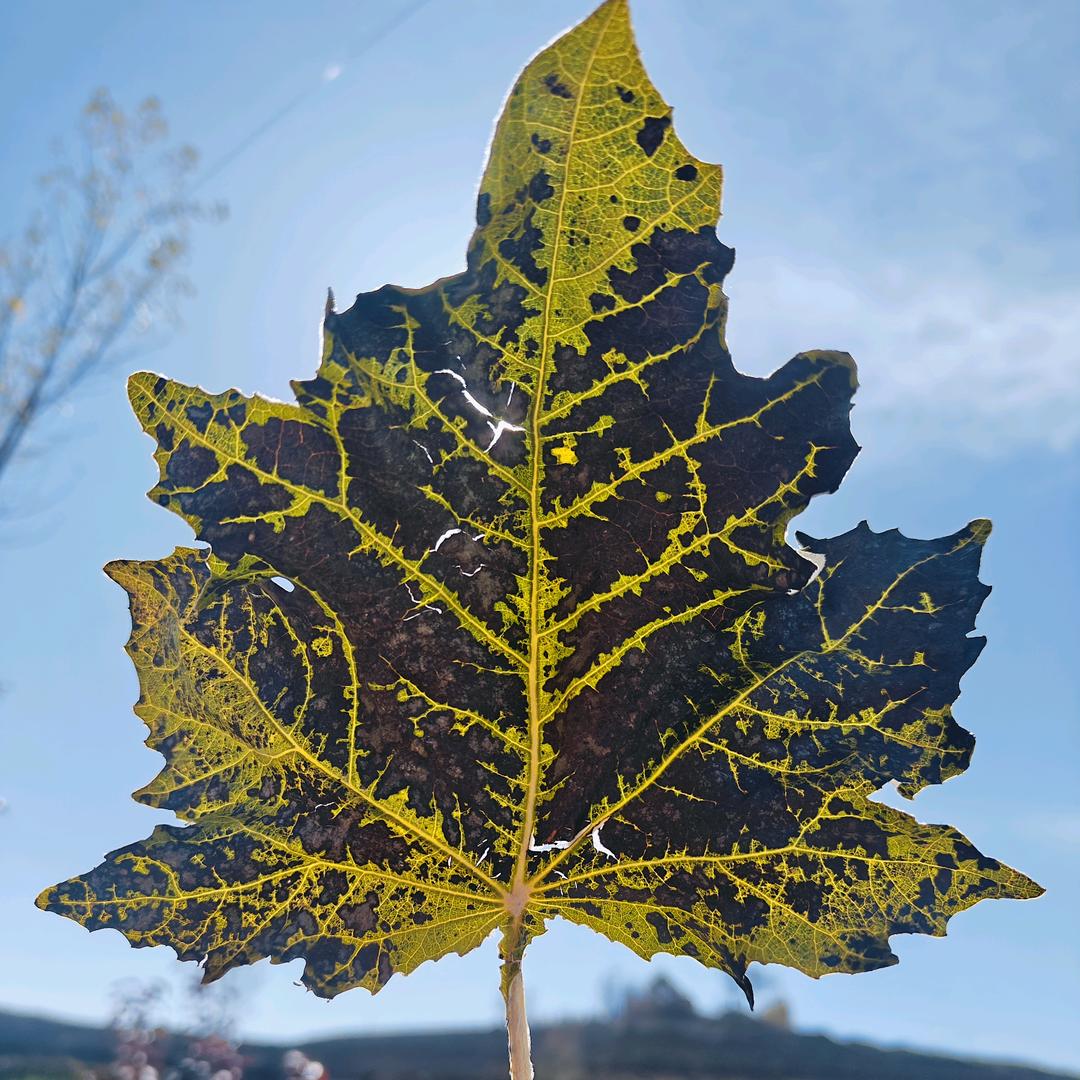 ꈨຶꎁꈨຶ等风来ଇ