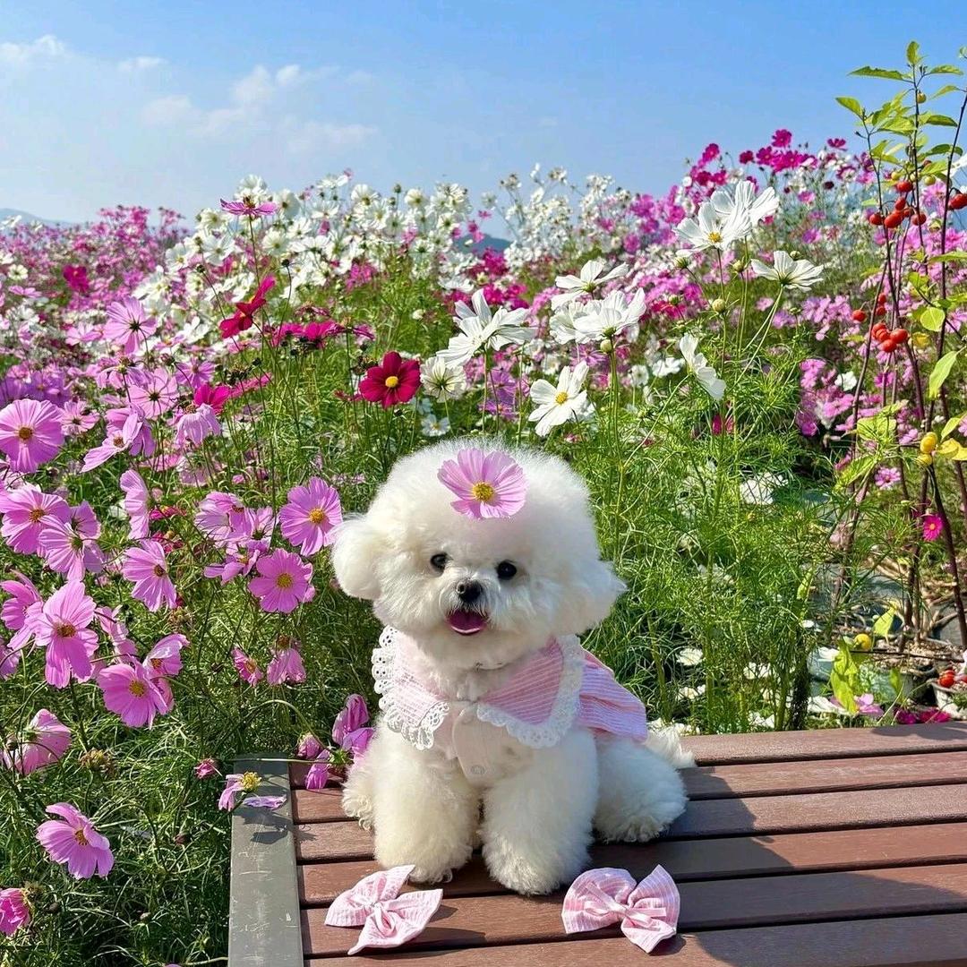 阿秀
