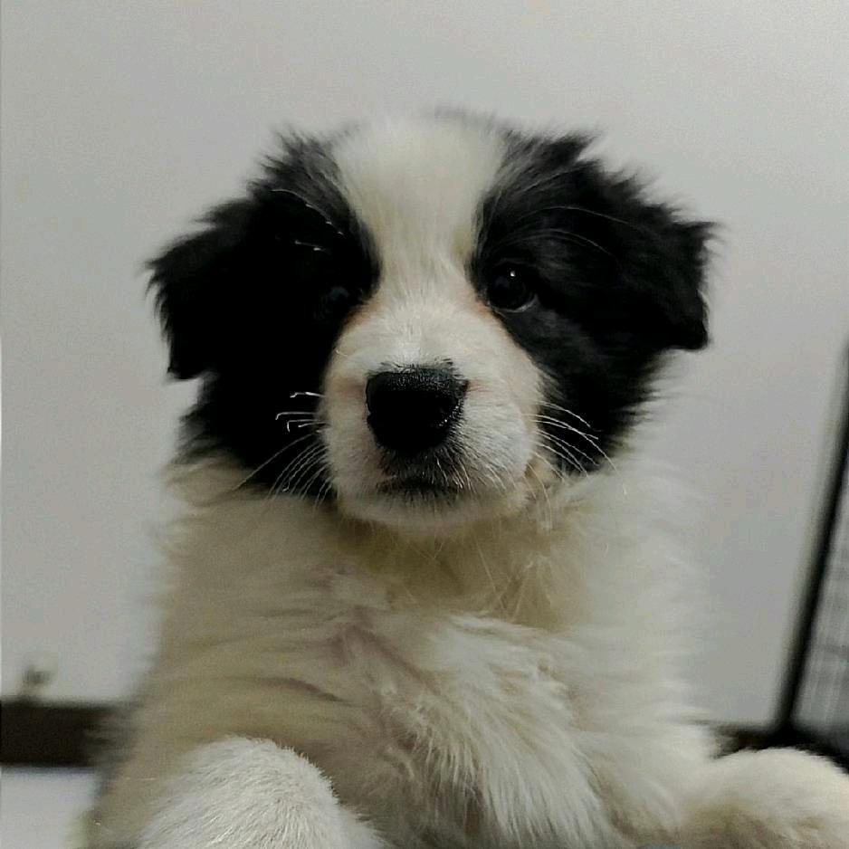 🐶🐶奥利奥