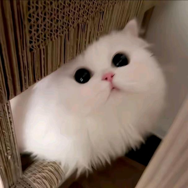 虚伪的人
