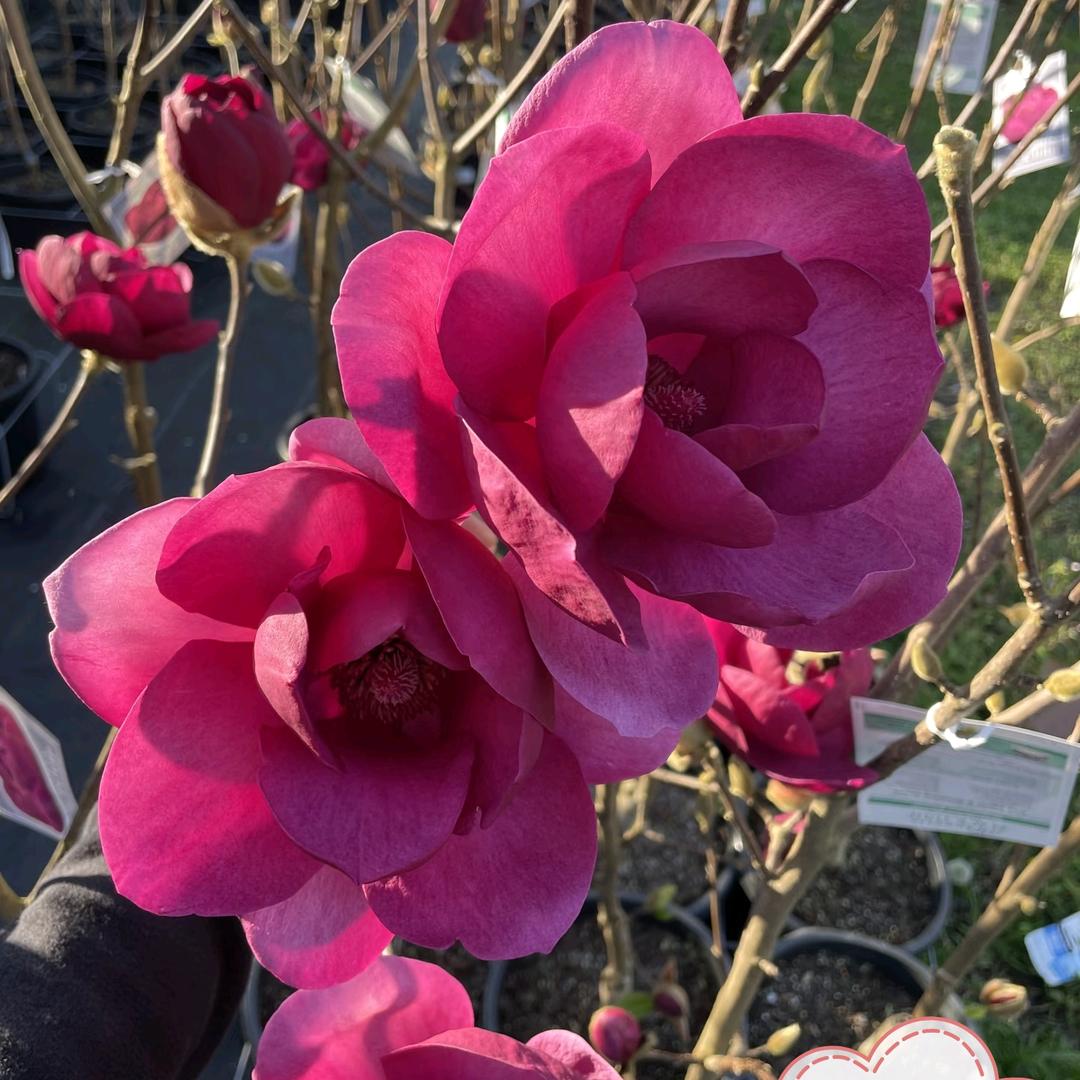 花仙令园艺专营店