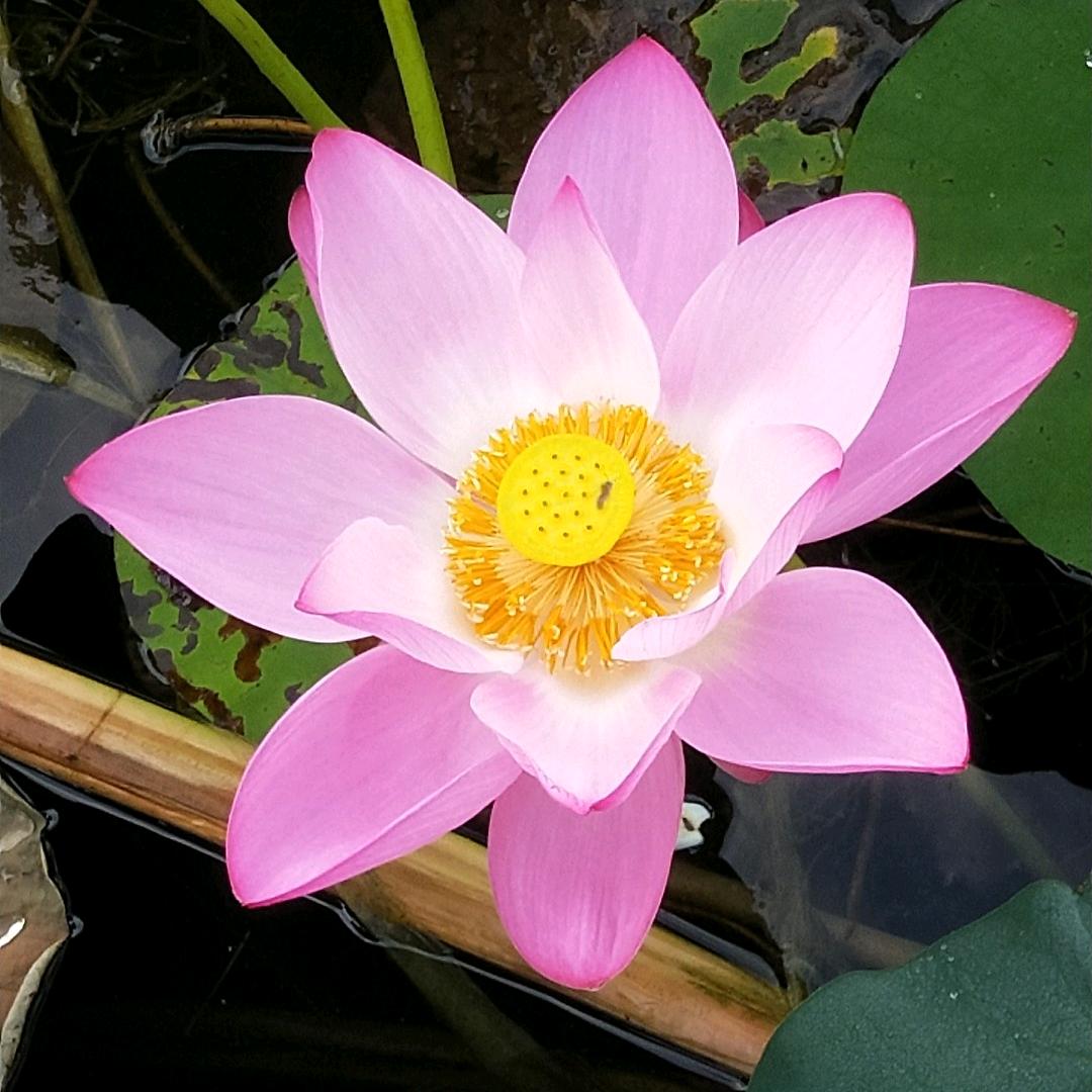 自由自在