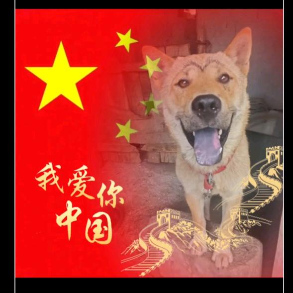 汪山里🐶