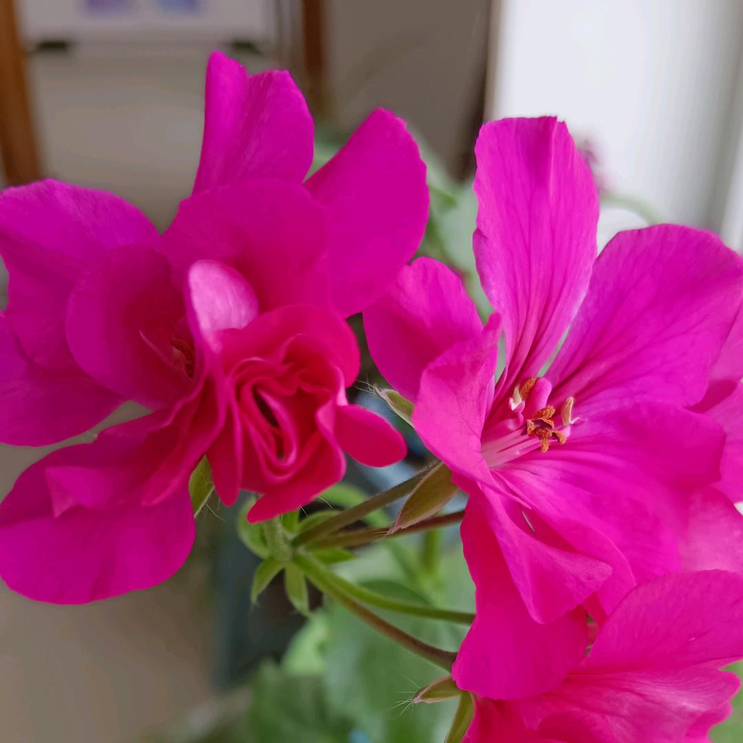 农村70后