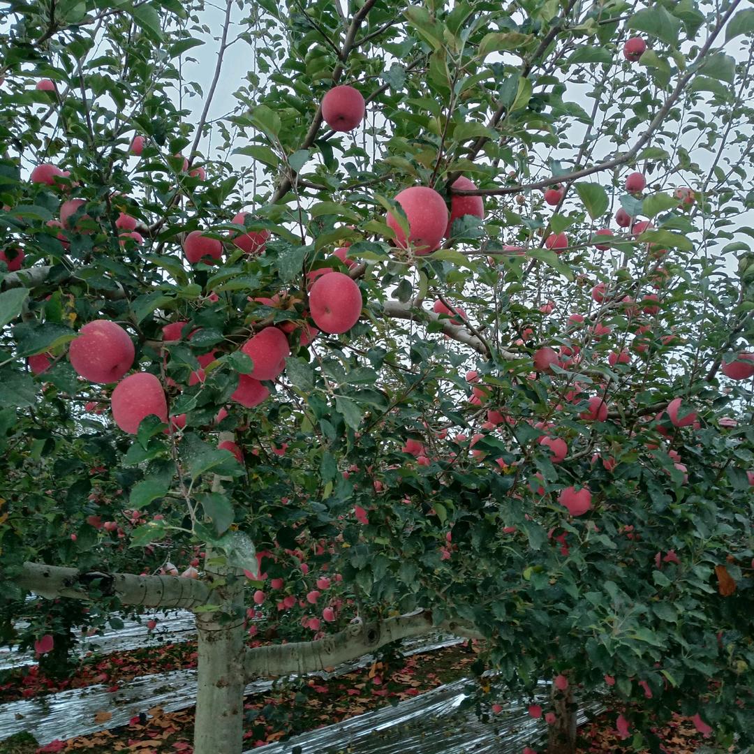 你嫁给我会幸福