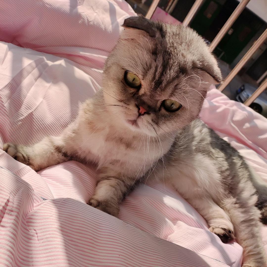 小猫咪
