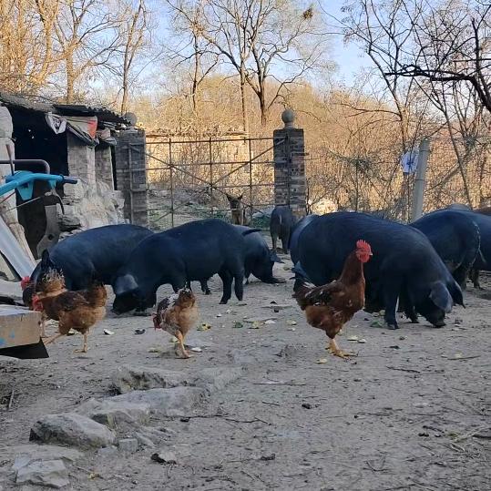 槲坡散养黑土猪