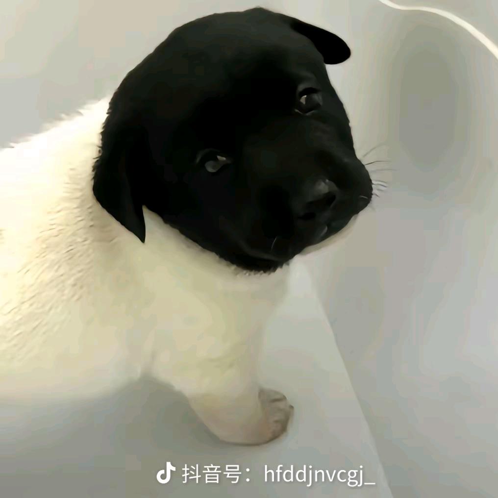 小黑小白