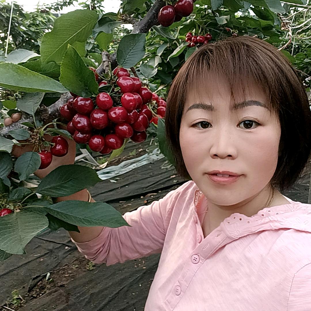 车厘子树苗基地