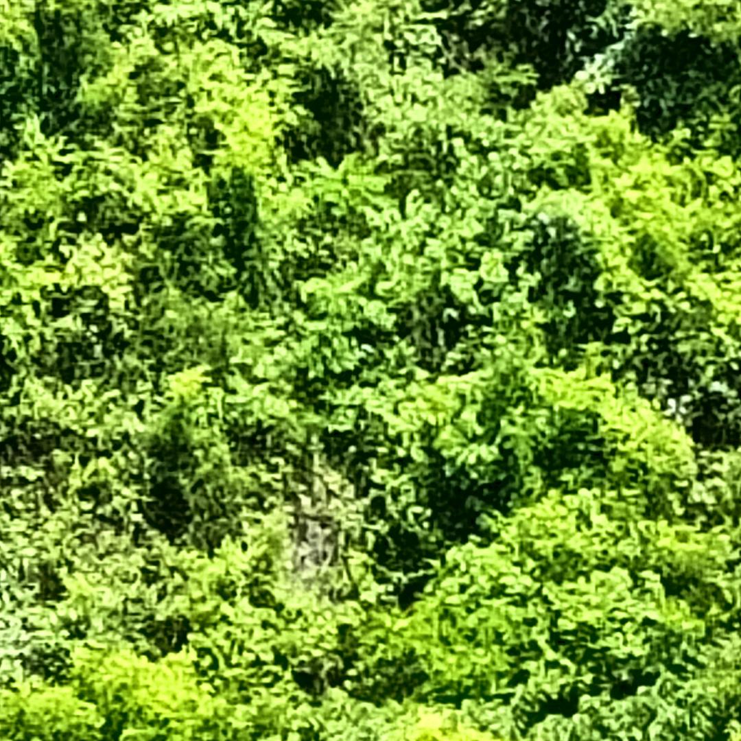 隐退江湖