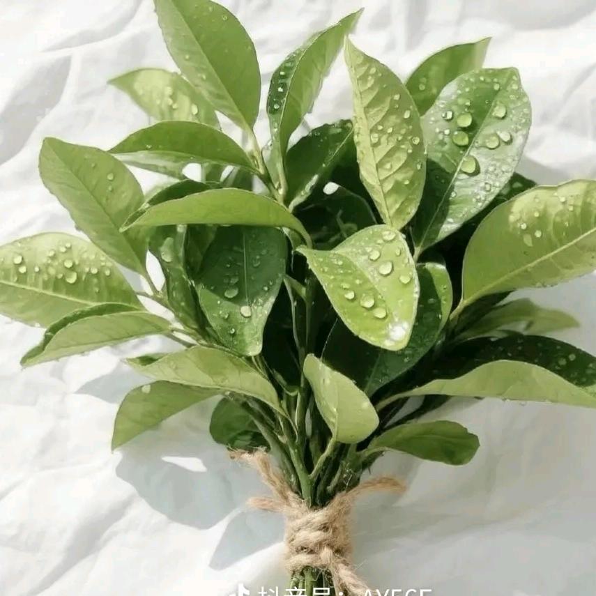 HYLL