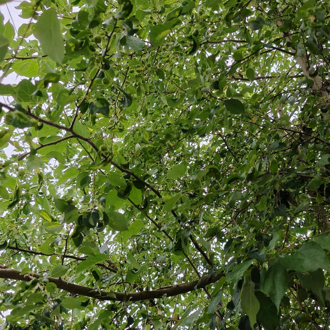 小北的夏天