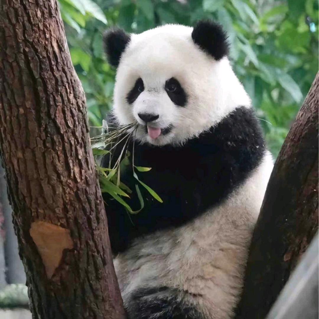 此生无悔入华夏，来世愿为大熊猫头像