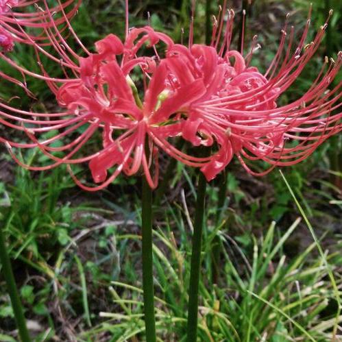 有彼岸花就很好了