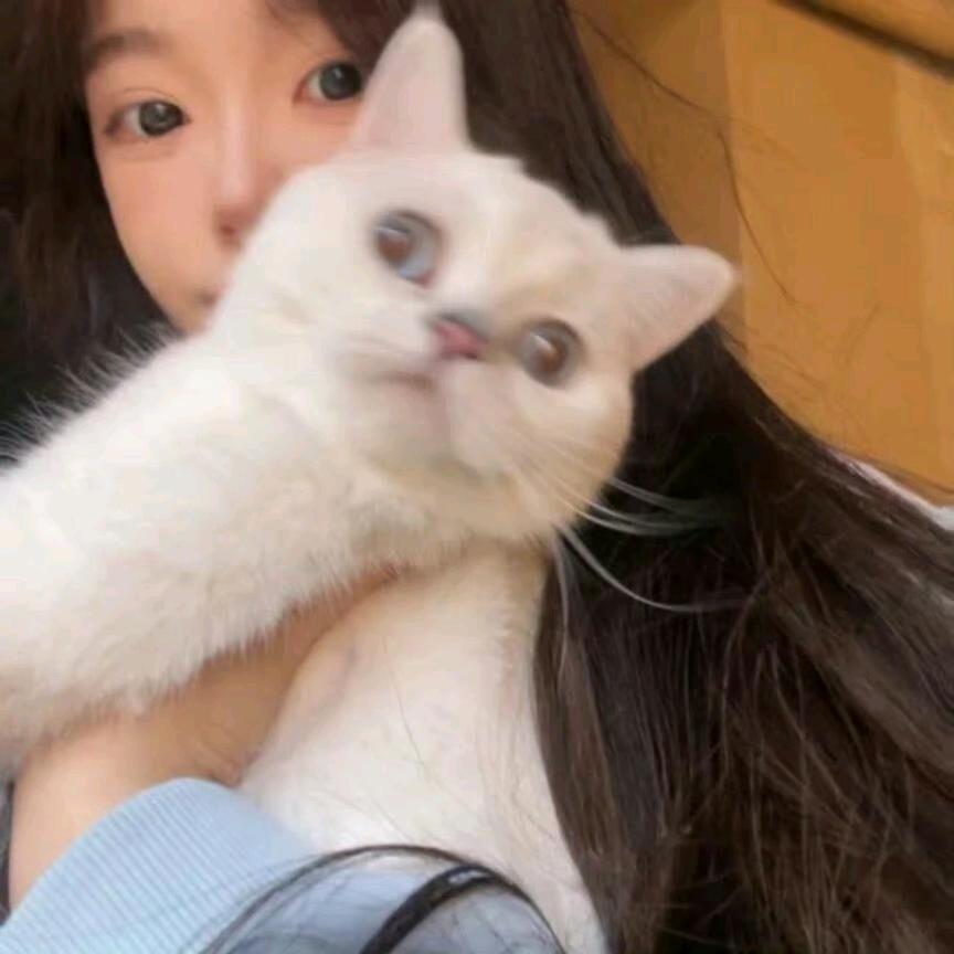 我是一只小猫咪