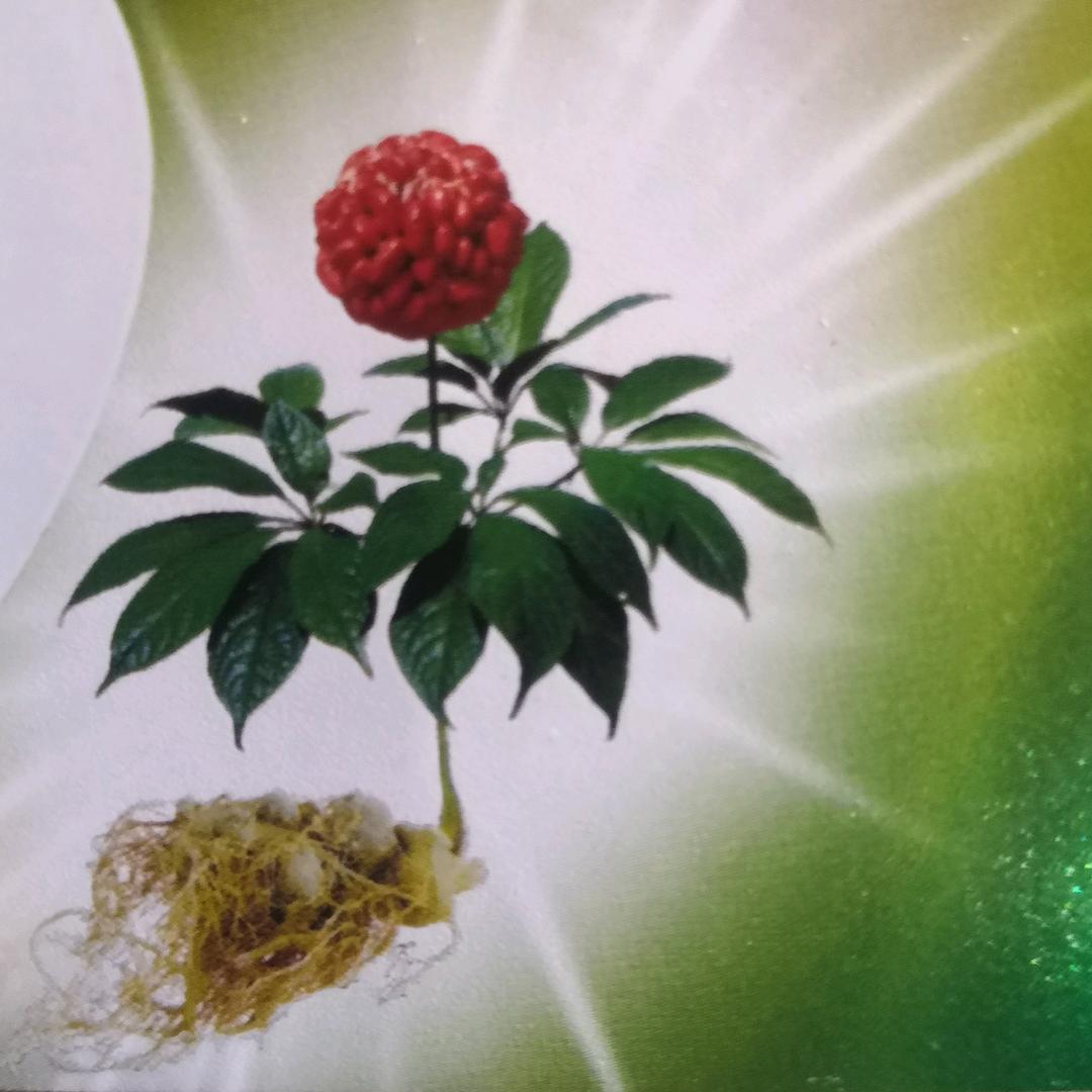 绵羊